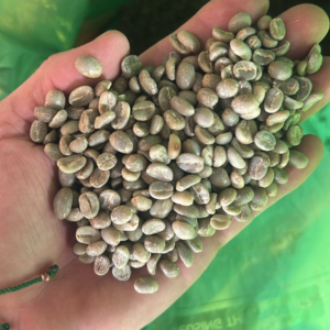 Green coffee beans from Habitat Forest Coffee showing Sidra varietal processed as washed and double fermented in Ecuador, August 2025 harvest