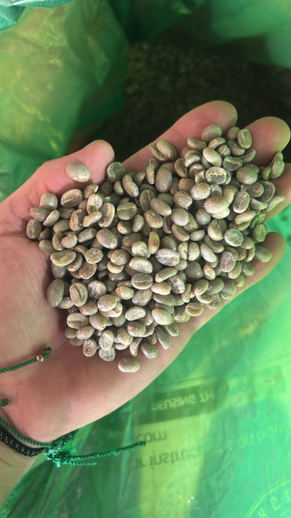 Green coffee beans from Habitat Forest Coffee showing Sidra varietal processed as washed and double fermented in Ecuador, August 2025 harvest