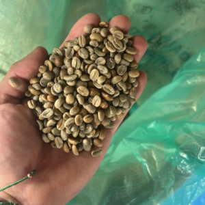 Green coffee beans from La Comarca showing Sidra varietal processed as natural in Ecuador, August 2025 harvest