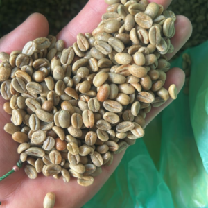Green coffee beans from La Marquesa showing Gesha varietal processed as natural in Ecuador, August 2025 harvest