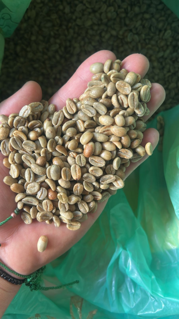 Green coffee beans from La Marquesa showing Gesha varietal processed as natural in Ecuador, August 2025 harvest
