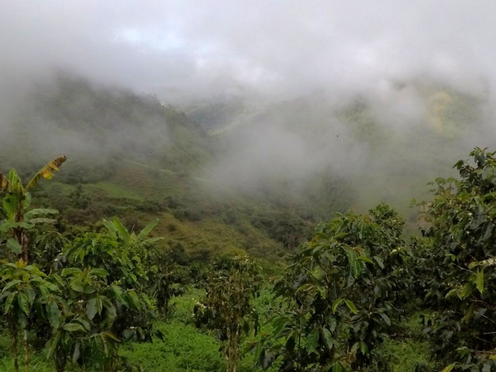 Mist-covered coffee-growing mountains in northern Ecuador