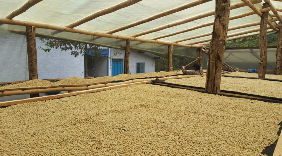 Coffee beans drying on raised beds in bamboo structure at Habitat Forest farm