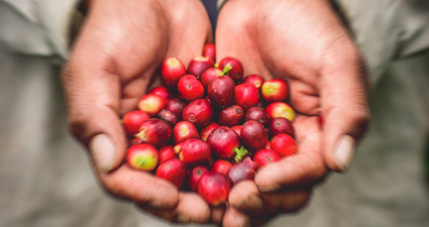 Freshly picked red coffee cherries held in hands at Habitat Forest