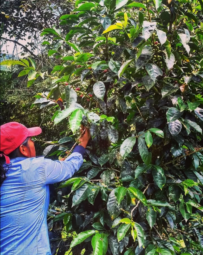 Worker picking ripe coffee cherries at Habitat Forest farm