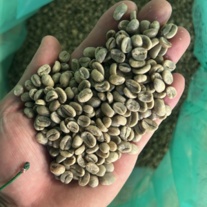 Green coffee beans from La Marquesa showing Typica Nacional and Typica Mejorado varietals from Ecuador, August 2025 harvest
