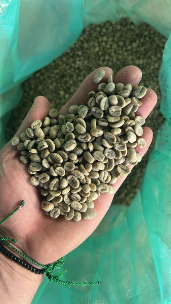 Green coffee beans from La Marquesa showing Typica Nacional and Typica Mejorado varietals from Ecuador, August 2025 harvest
