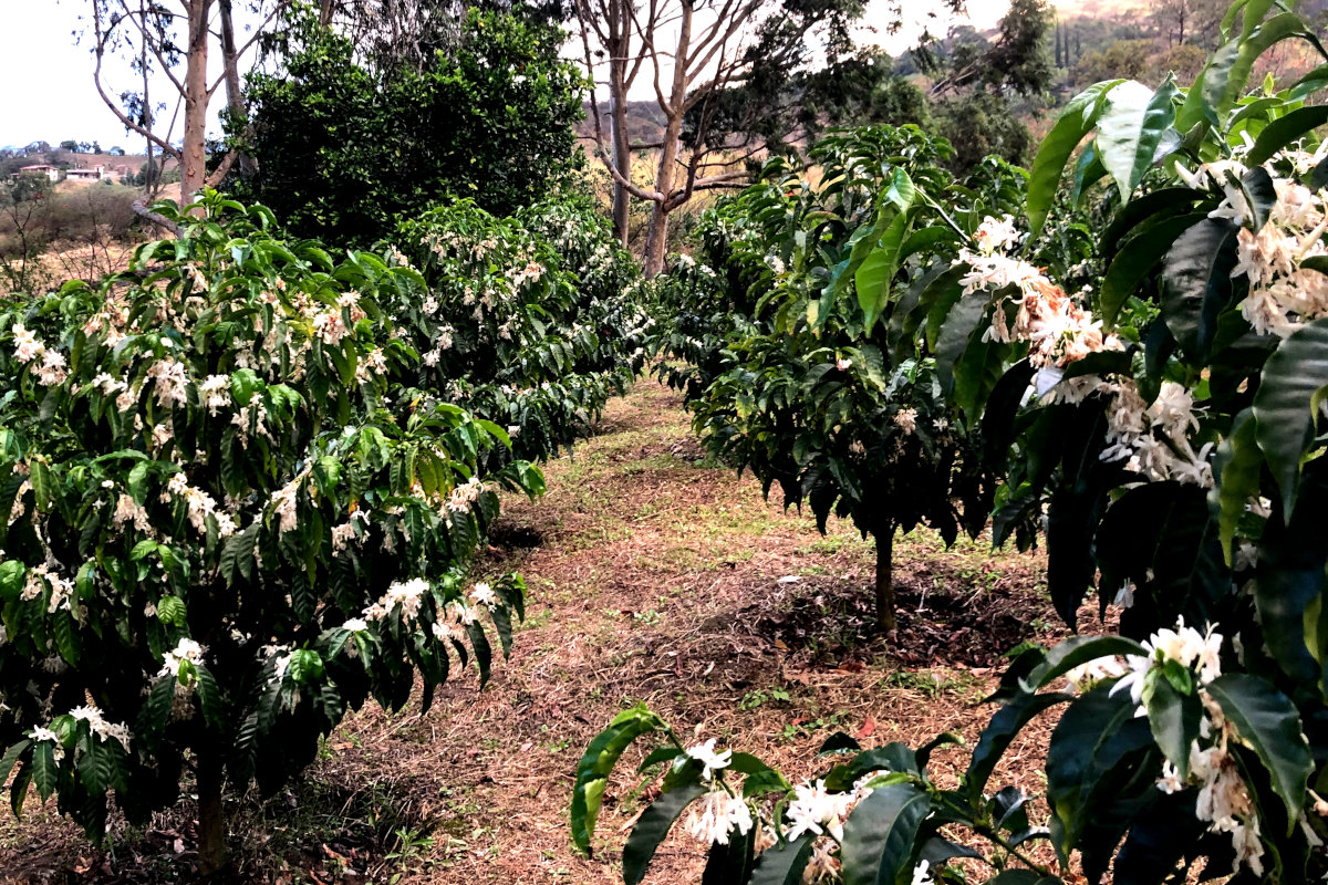 Flowering coffee trees at La Comarca farm in Loja, Ecuador