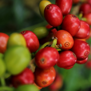 Ripe coffee cherries at La Comarca farm in Malacatos, Loja