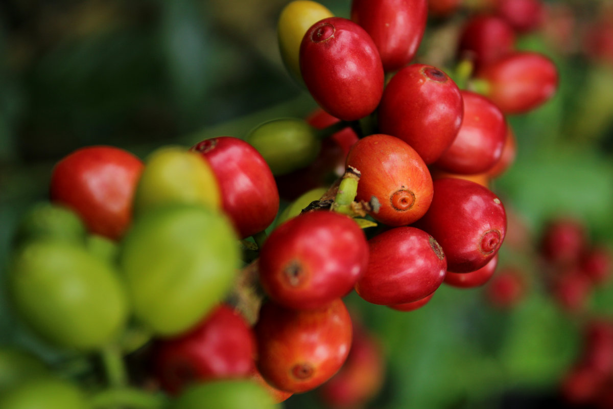 Ripe coffee cherries at La Comarca farm in Malacatos, Loja