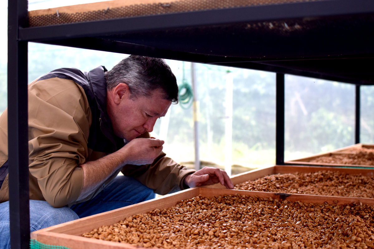 Coffee drying inspection at La Comarca farm