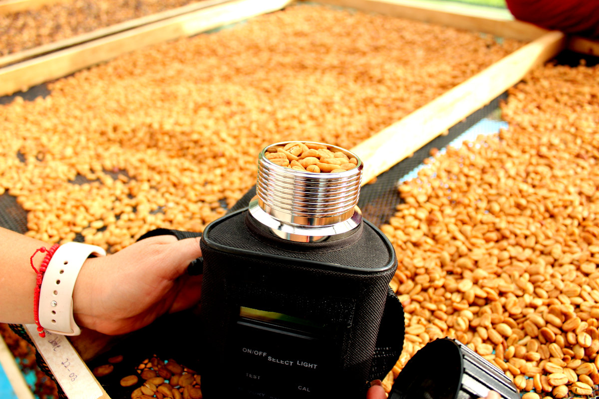 Moisture measurement of drying coffee at La Comarca