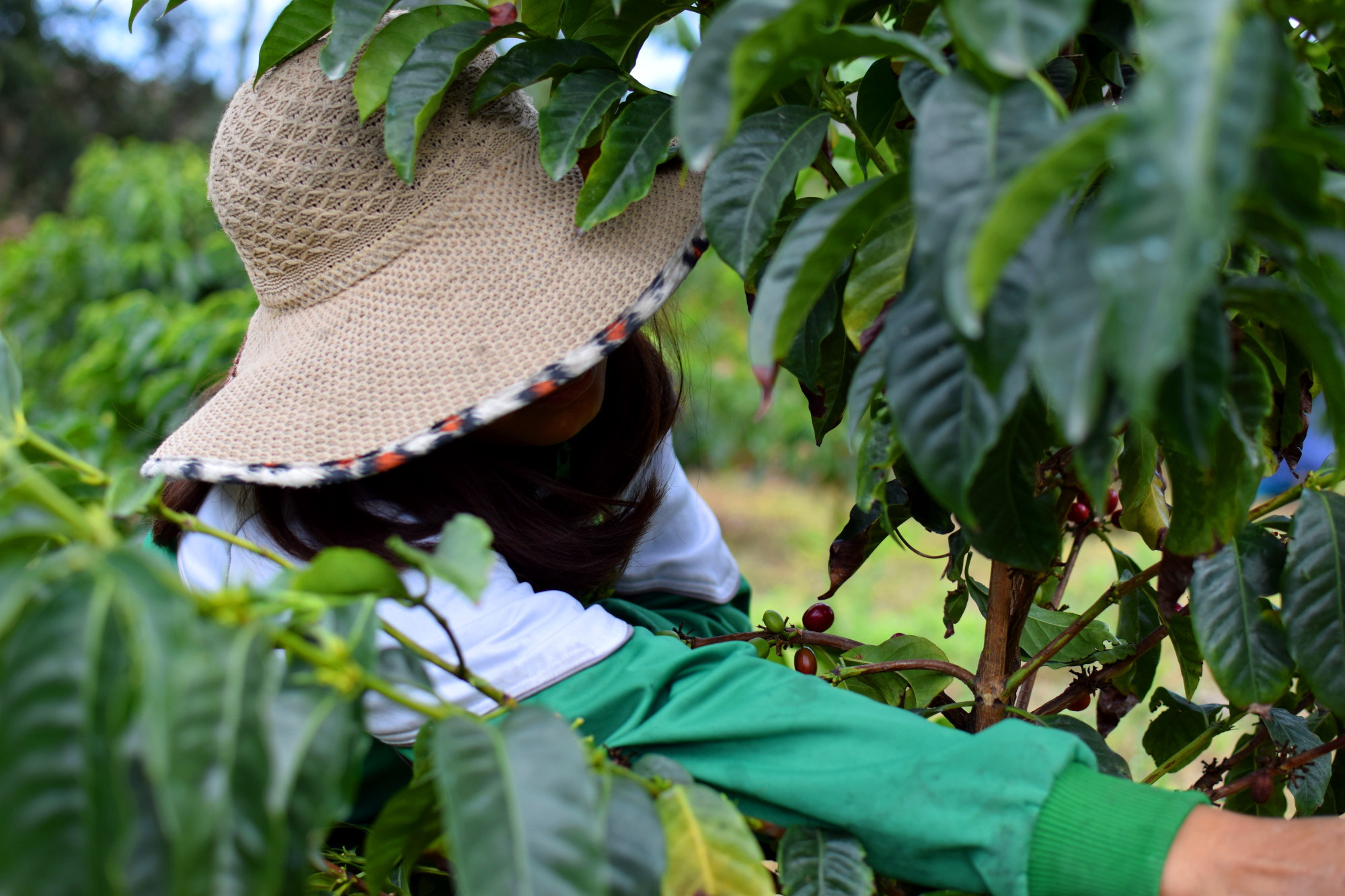 Selective coffee cherry picking at La Comarca in Loja