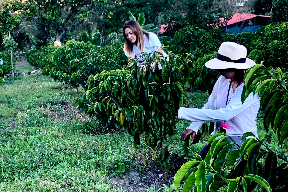 Coffee trees growing among fruit and native vegetation at La Comarca