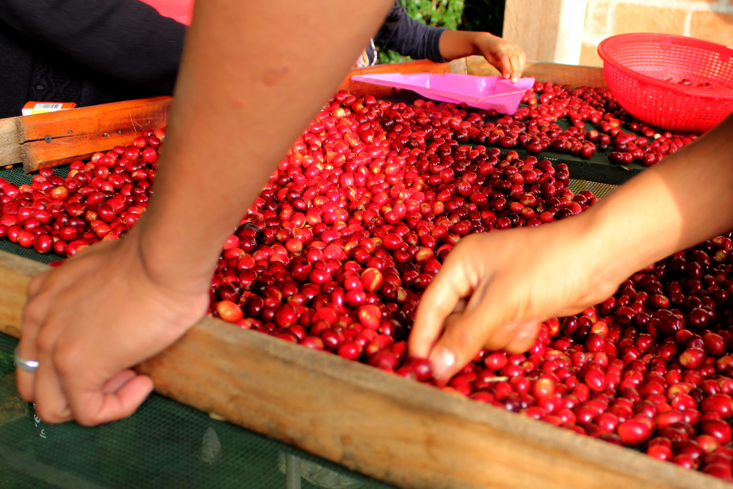 Hand sorting ripe coffee cherries at La Comarca farm