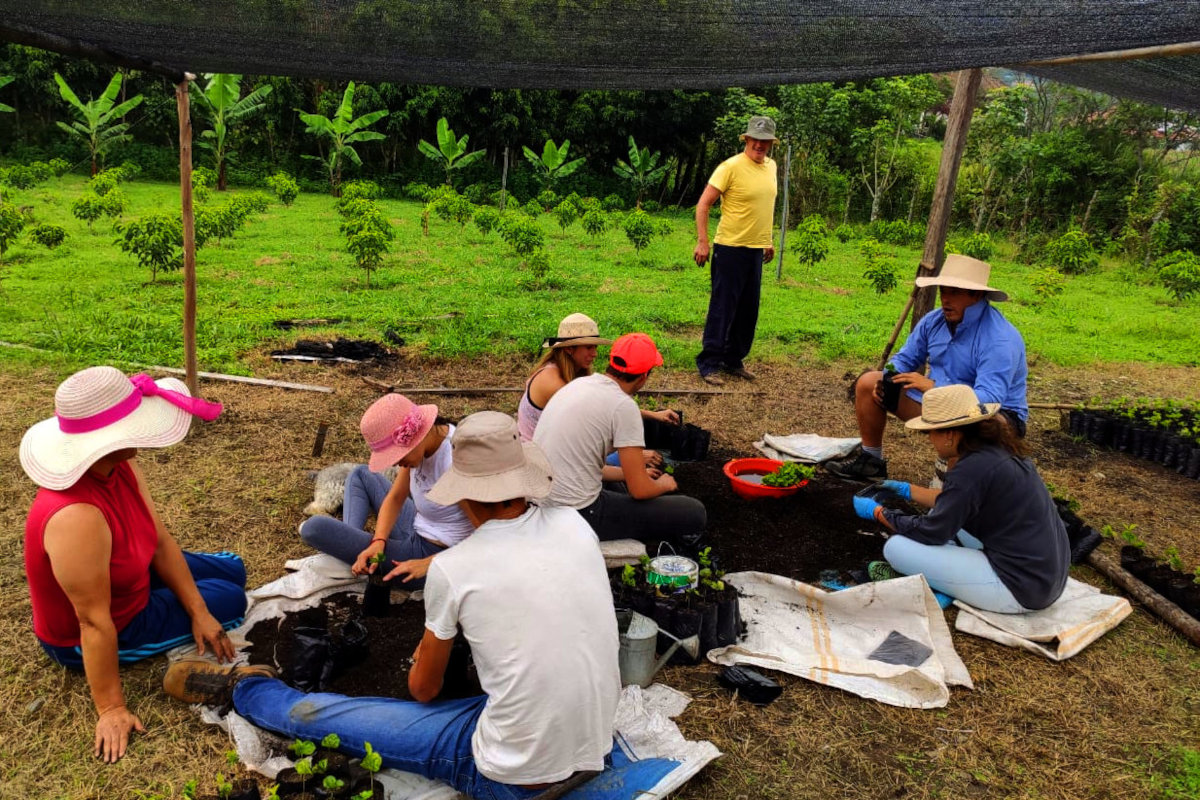 Coffee nursery work under shade canopy at La Comarca farm