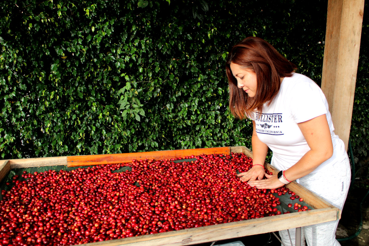 Inspecting ripe coffee cherries on drying beds at La Comarca farm