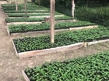 Gesha seedlings at Chakana Cruz farm in Quinara, Loja, Ecuador